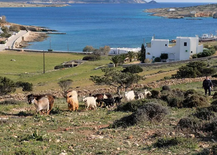 Alkionides קופוניסיה